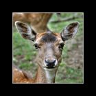 Bambi-Portrait