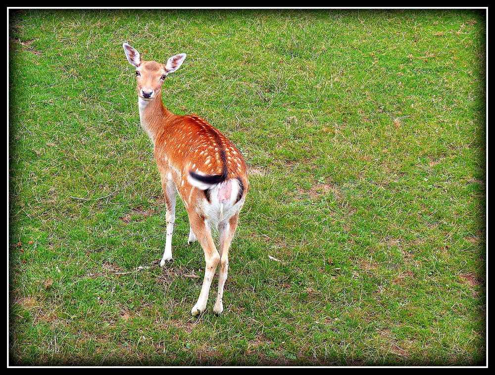 BAMBI Premier