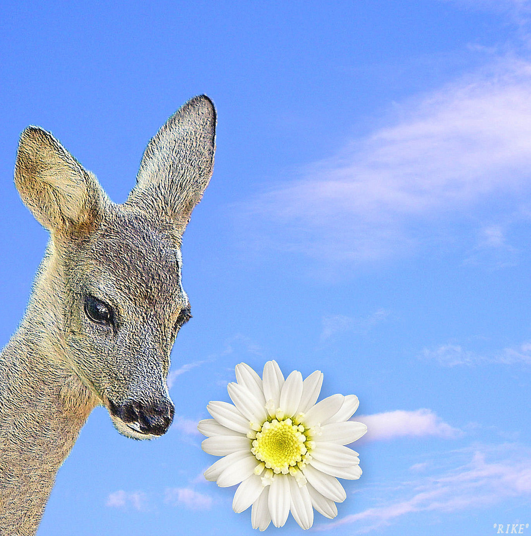 BAMBI RIECHT DEN FRÜHLING