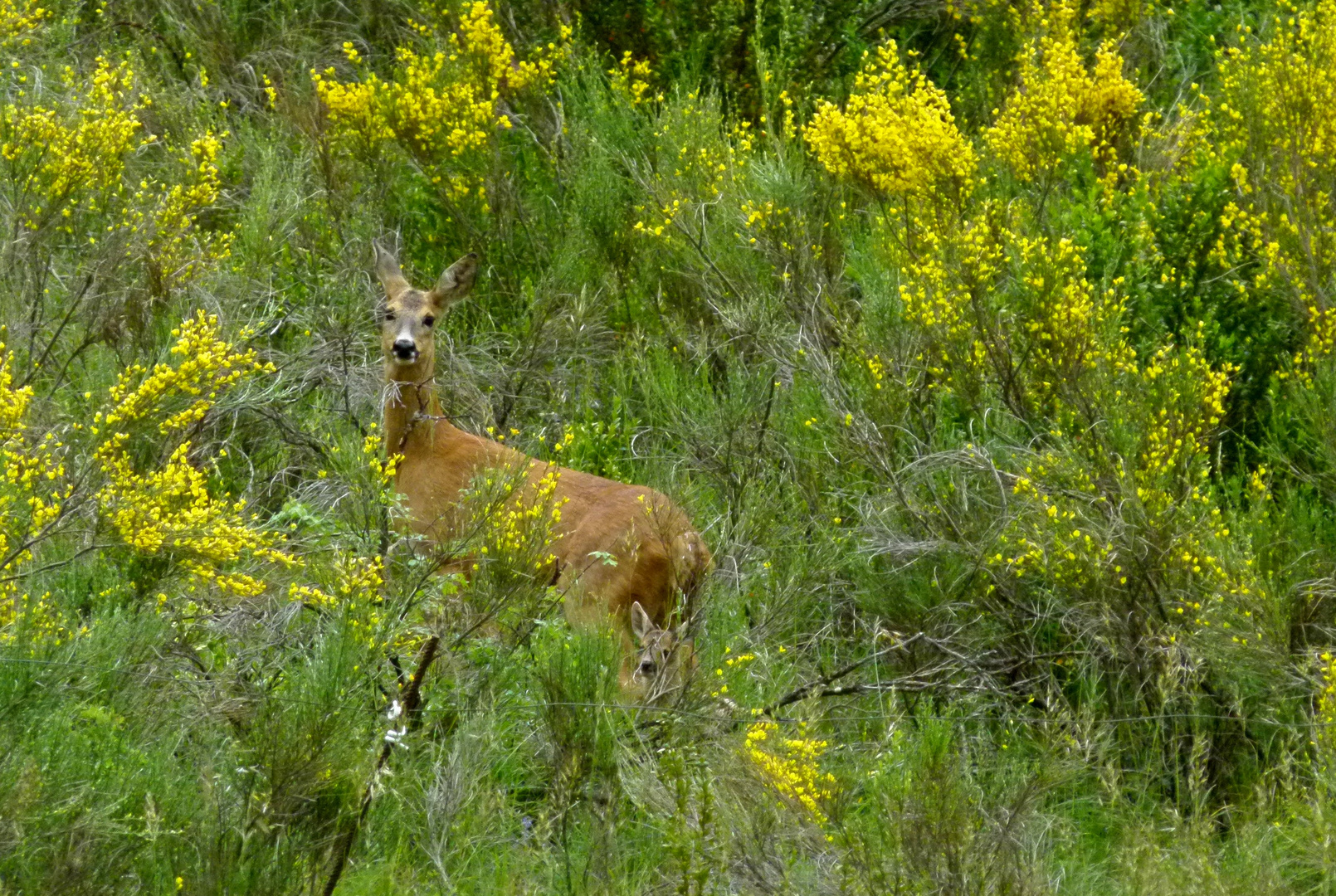 * BAMBI & sa maman *