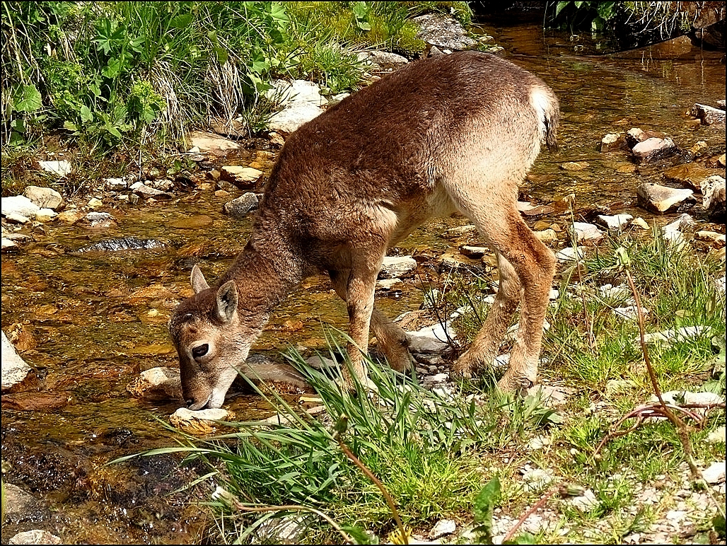 Bambi se désaltère !