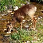 Bambi se désaltère !