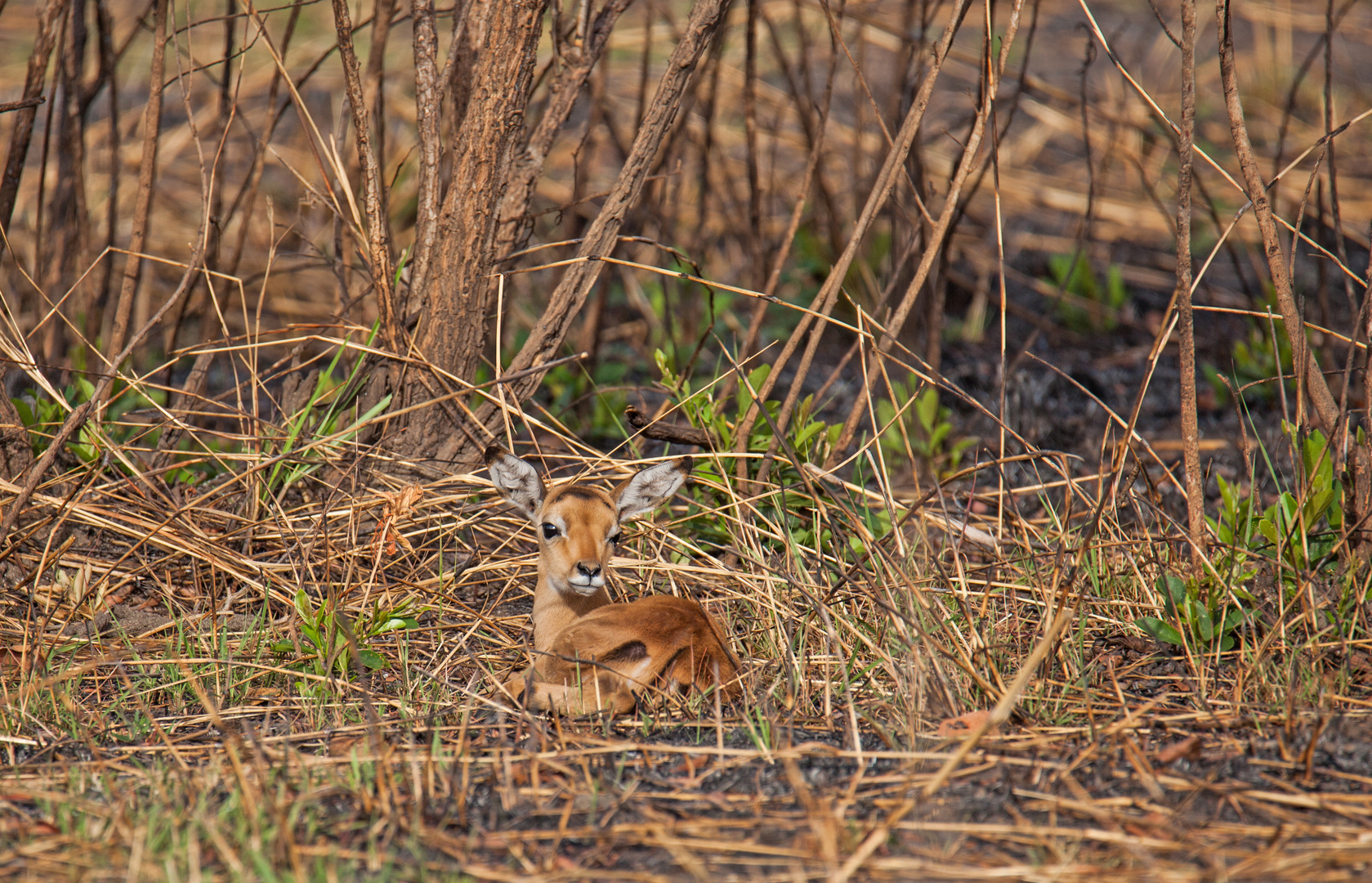 Bambi / Selous