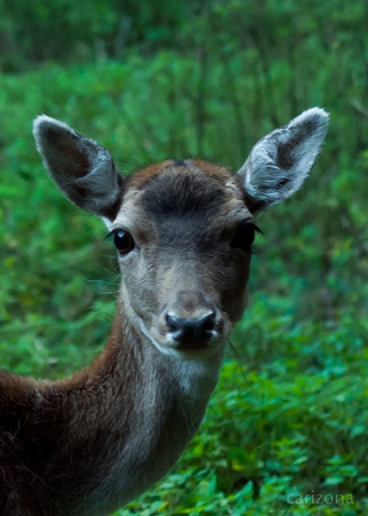 Bambi spontitan getroffen