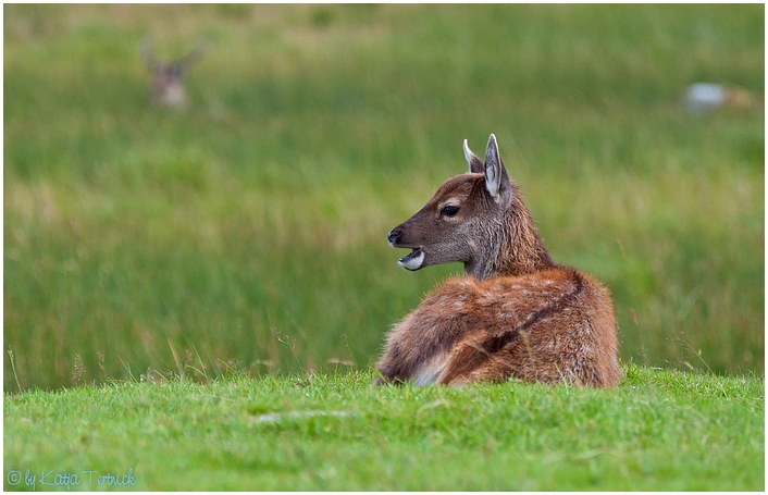 Bambi - sprachlos...