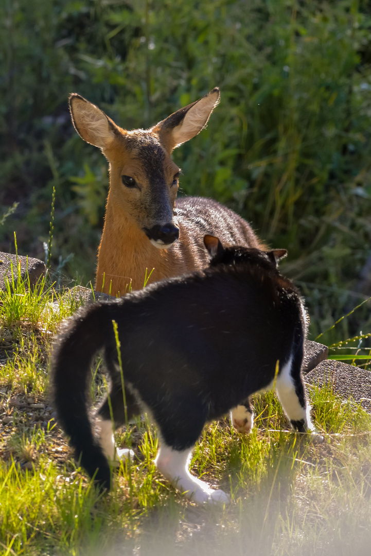 Bambi trifft Stubentiger