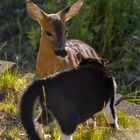 Bambi trifft Stubentiger