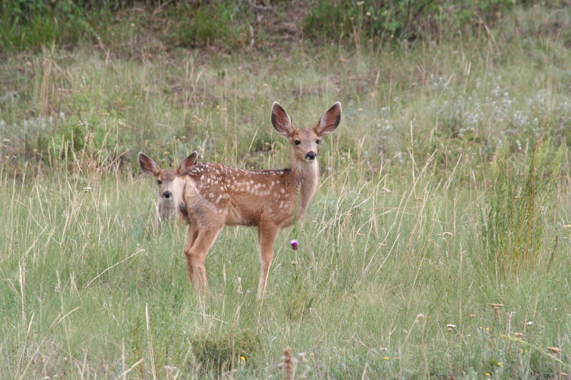 Bambi und Bambi