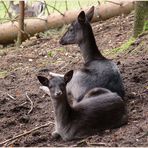 bambi und seine schwester...