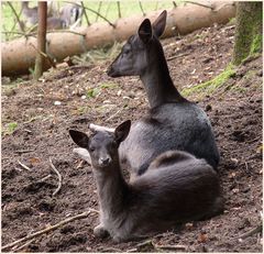 bambi und seine schwester...