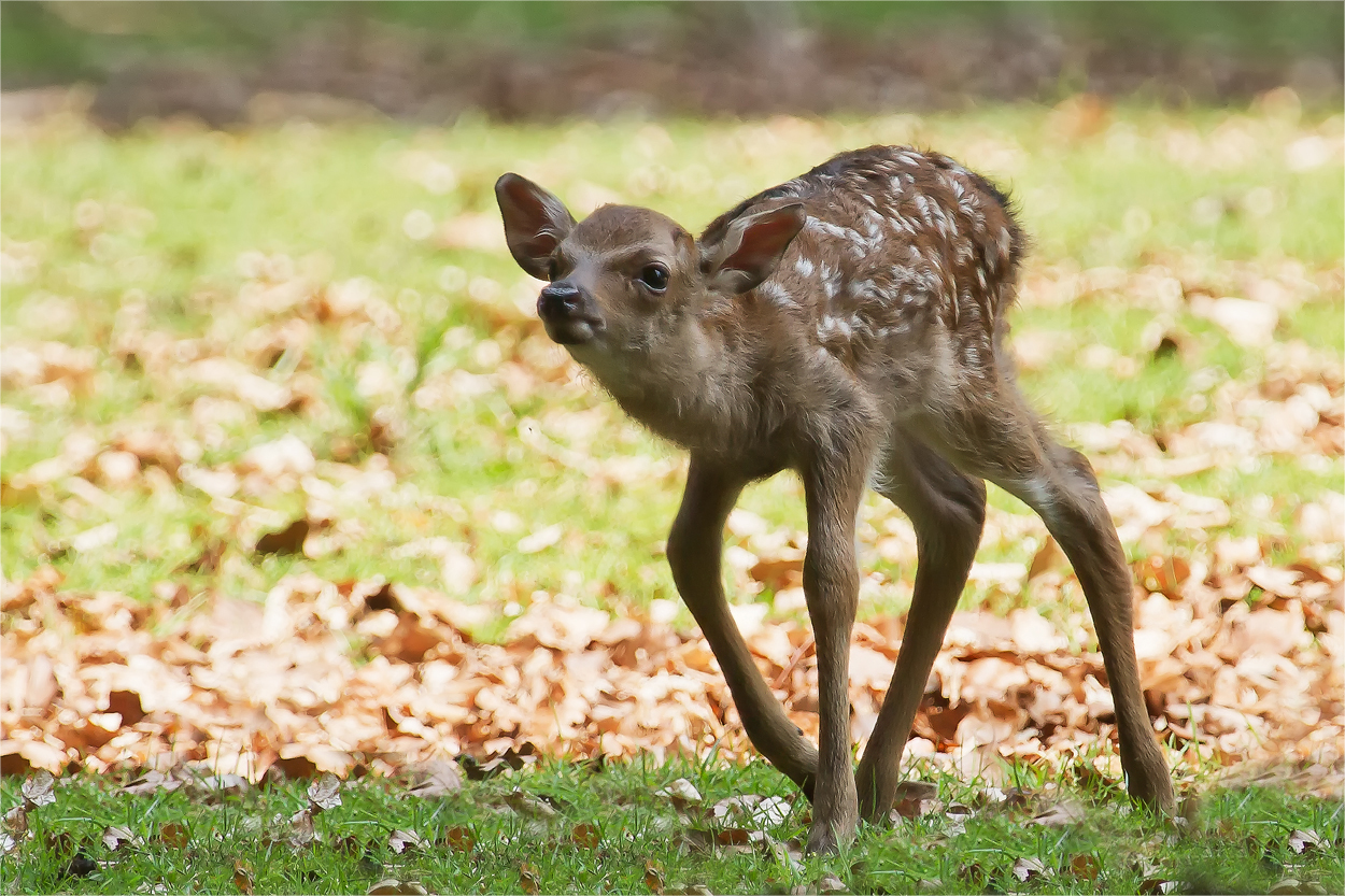 Bambi, wenige Tage alt