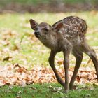 Bambi, wenige Tage alt