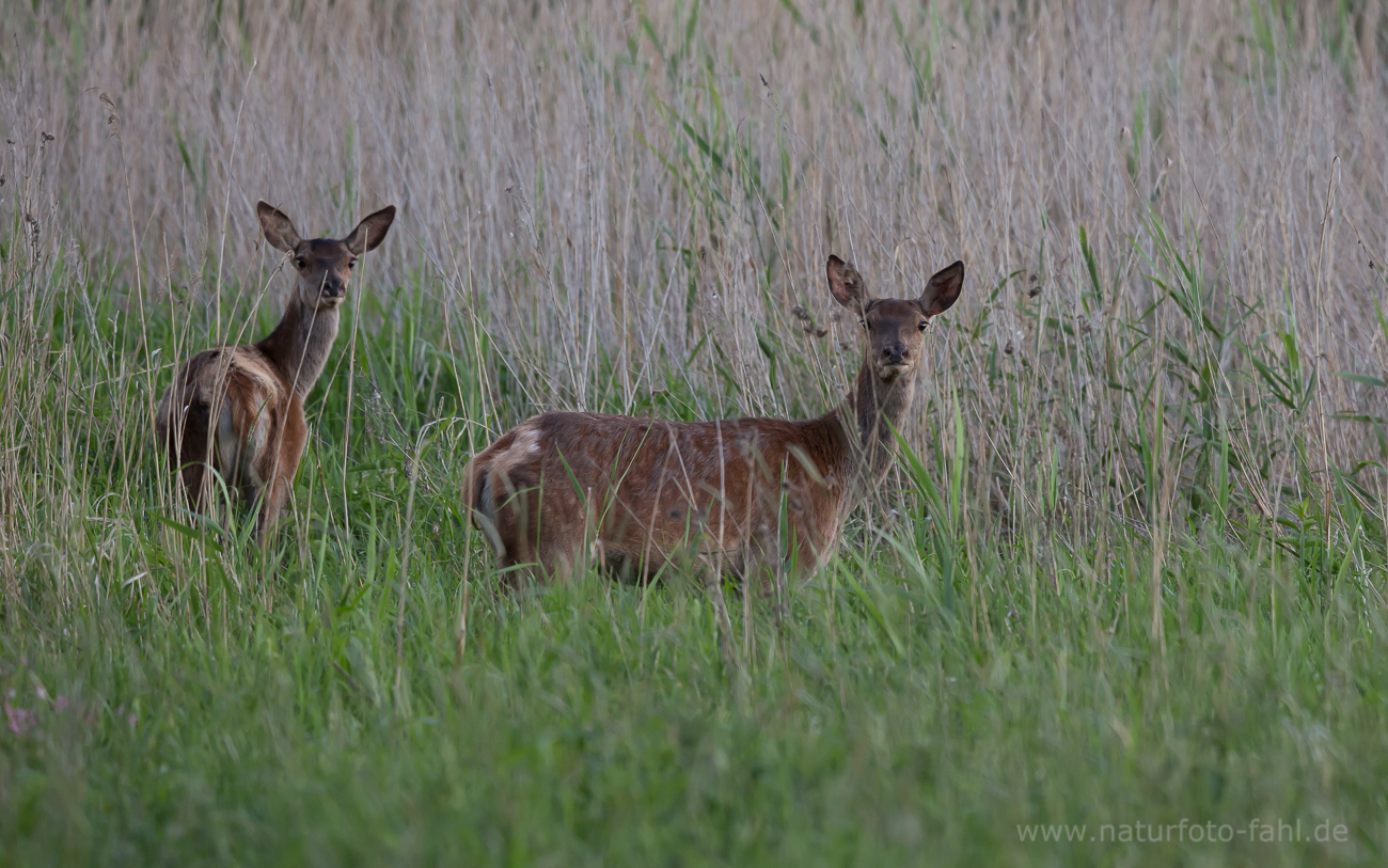 Bambi XXL