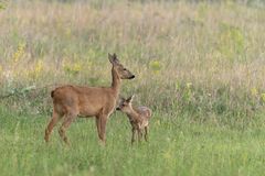 Bambi zu Besuch