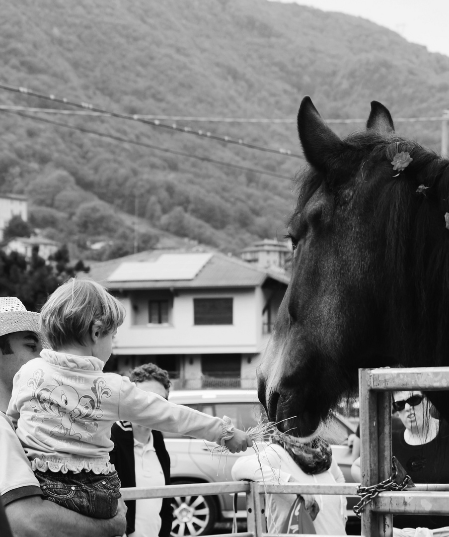 Bambina e cavallo