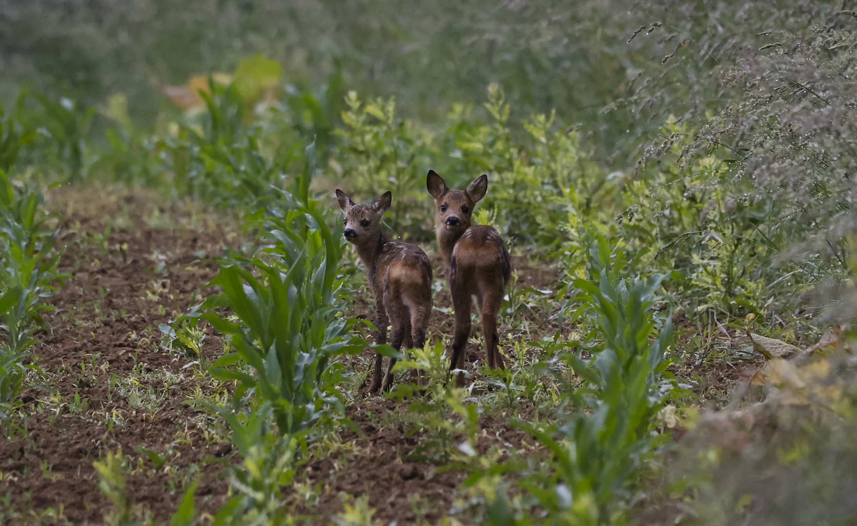 BambinoS