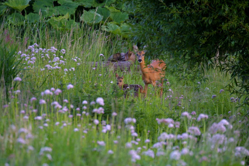 "Bambi's Ausflug"