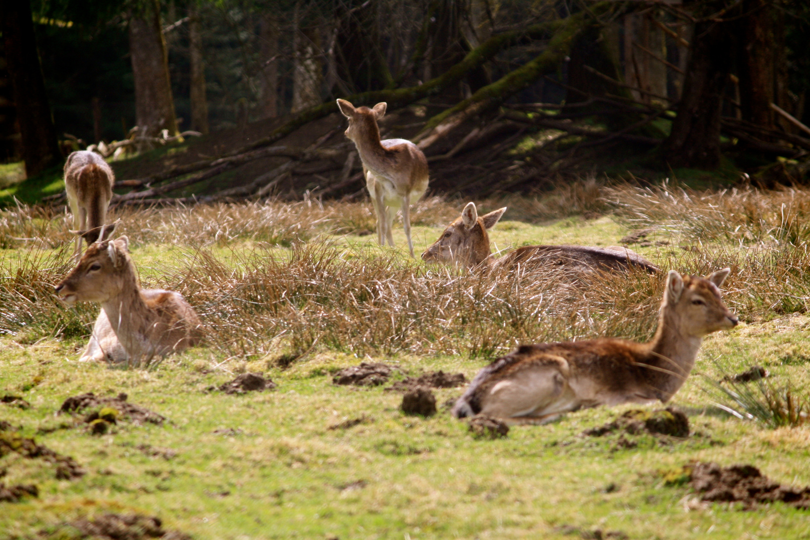 Bambi´s Familie