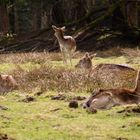 Bambi´s Familie