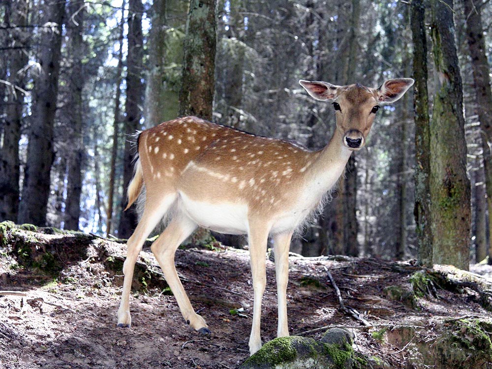 Bambi´s Mom