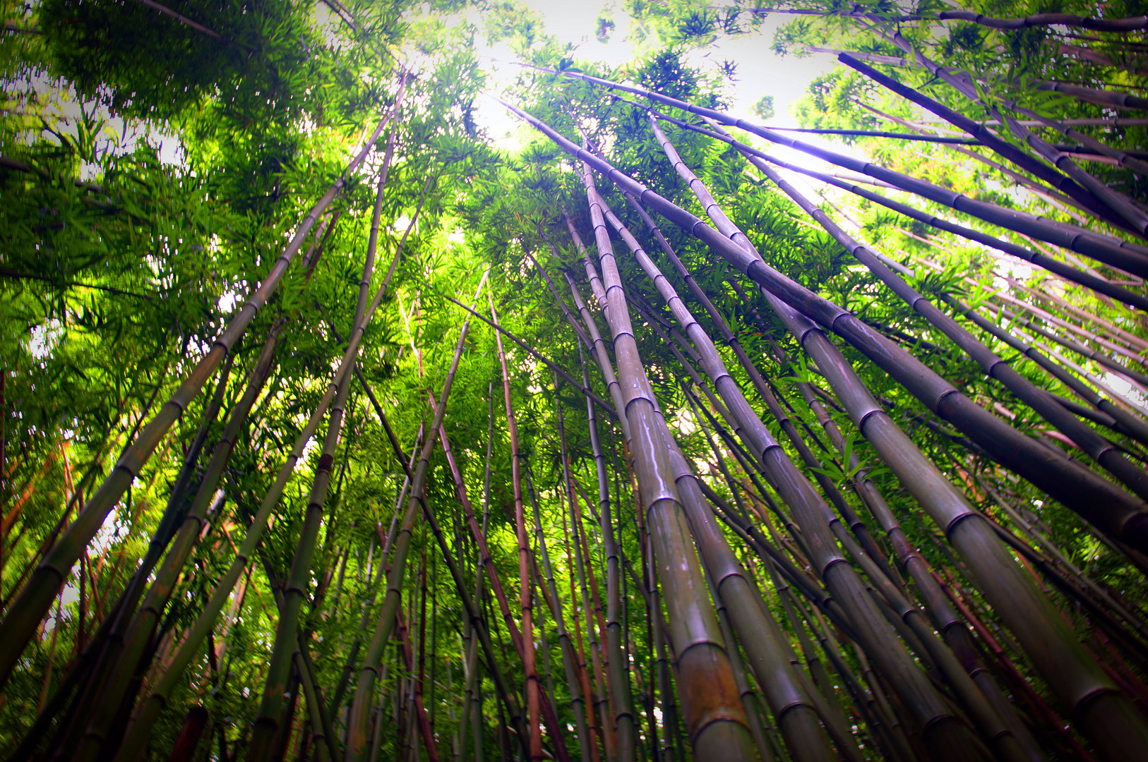 Bamboo 