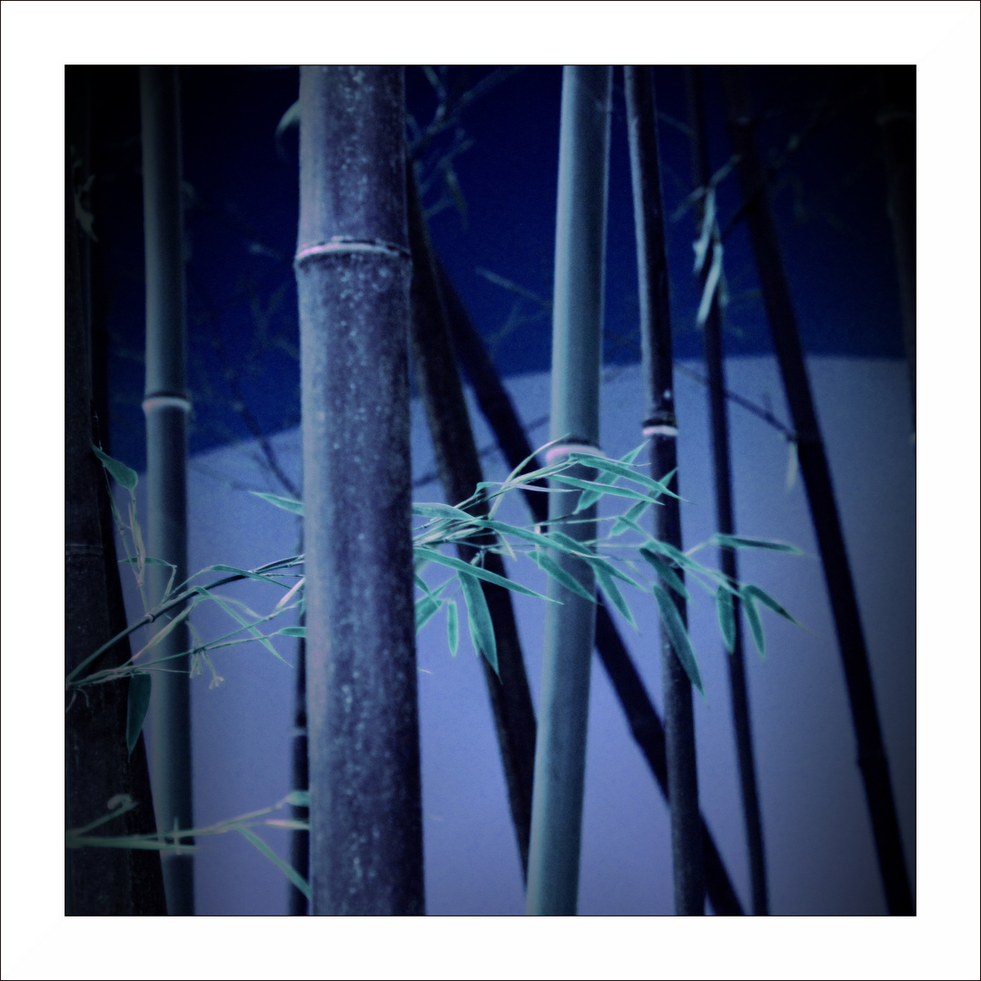 bamboo