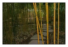 Bamboo