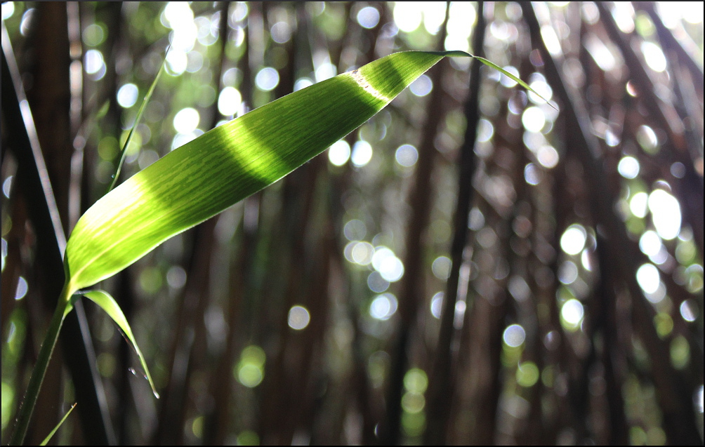bamboo Foto Bild pflanzen pilze flechten fotokunst bamboo Foto Bild pflanzen pilze flechten fotokunst