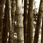 Bamboo