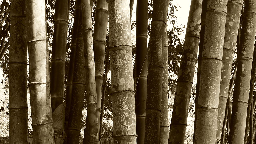 Bamboo