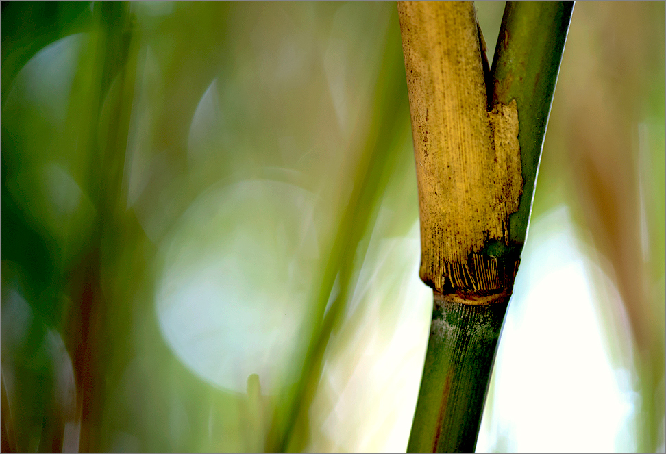 bamboo