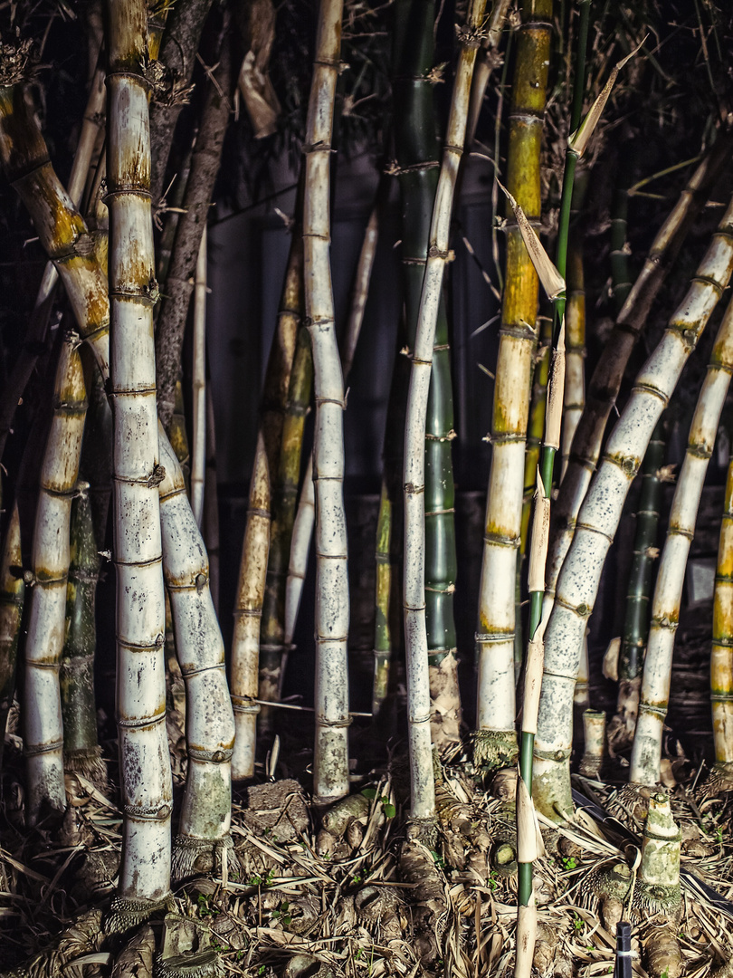 Bamboo