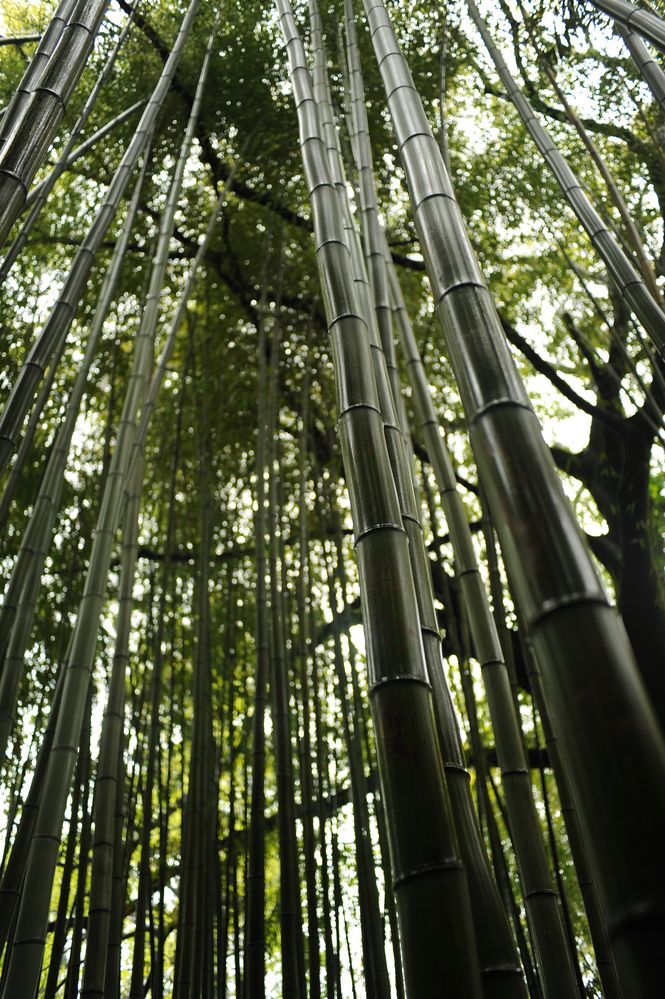 Bamboo