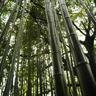 Bamboo