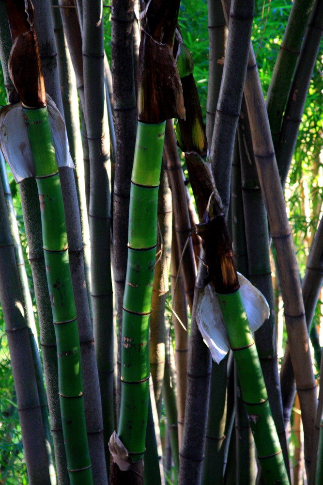 Bamboo