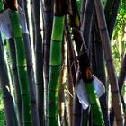 Bamboo