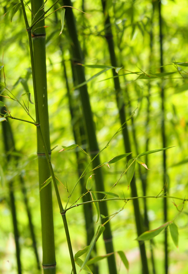 Bamboo....