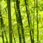 Bamboo....