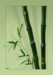 Bamboo