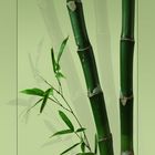 Bamboo