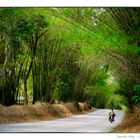 Bamboo Alley