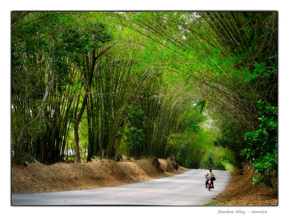 Bamboo Alley