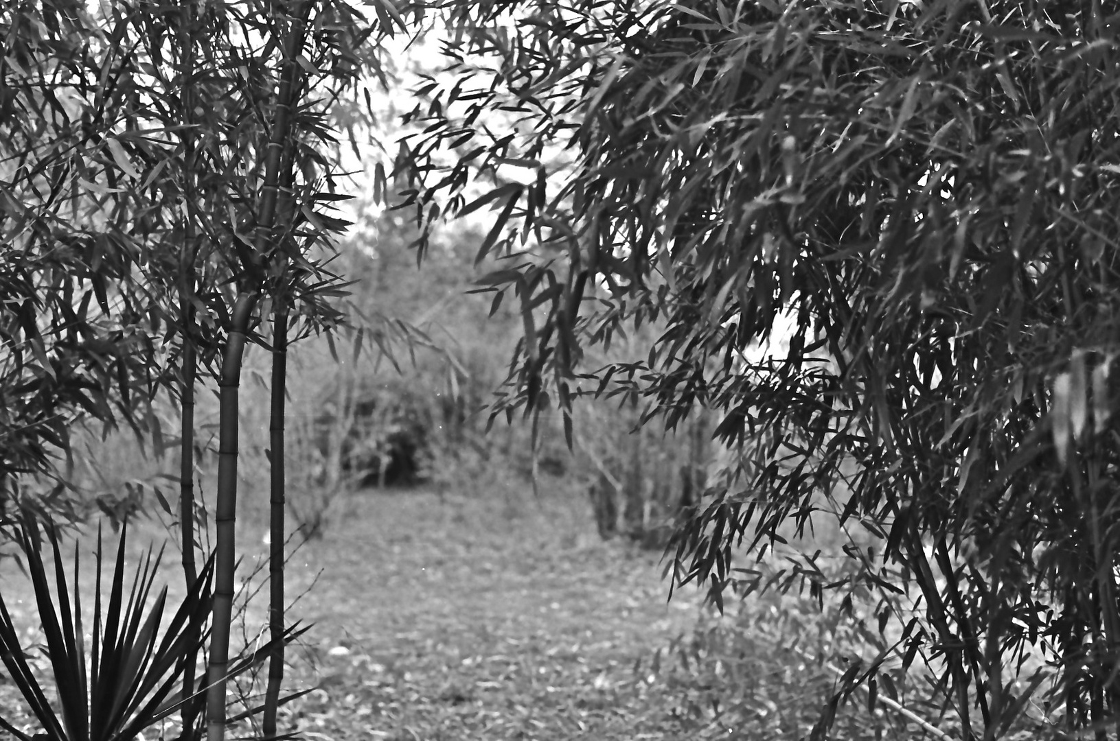 bamboo and yucca