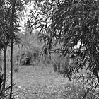 bamboo and yucca