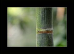 Bamboo