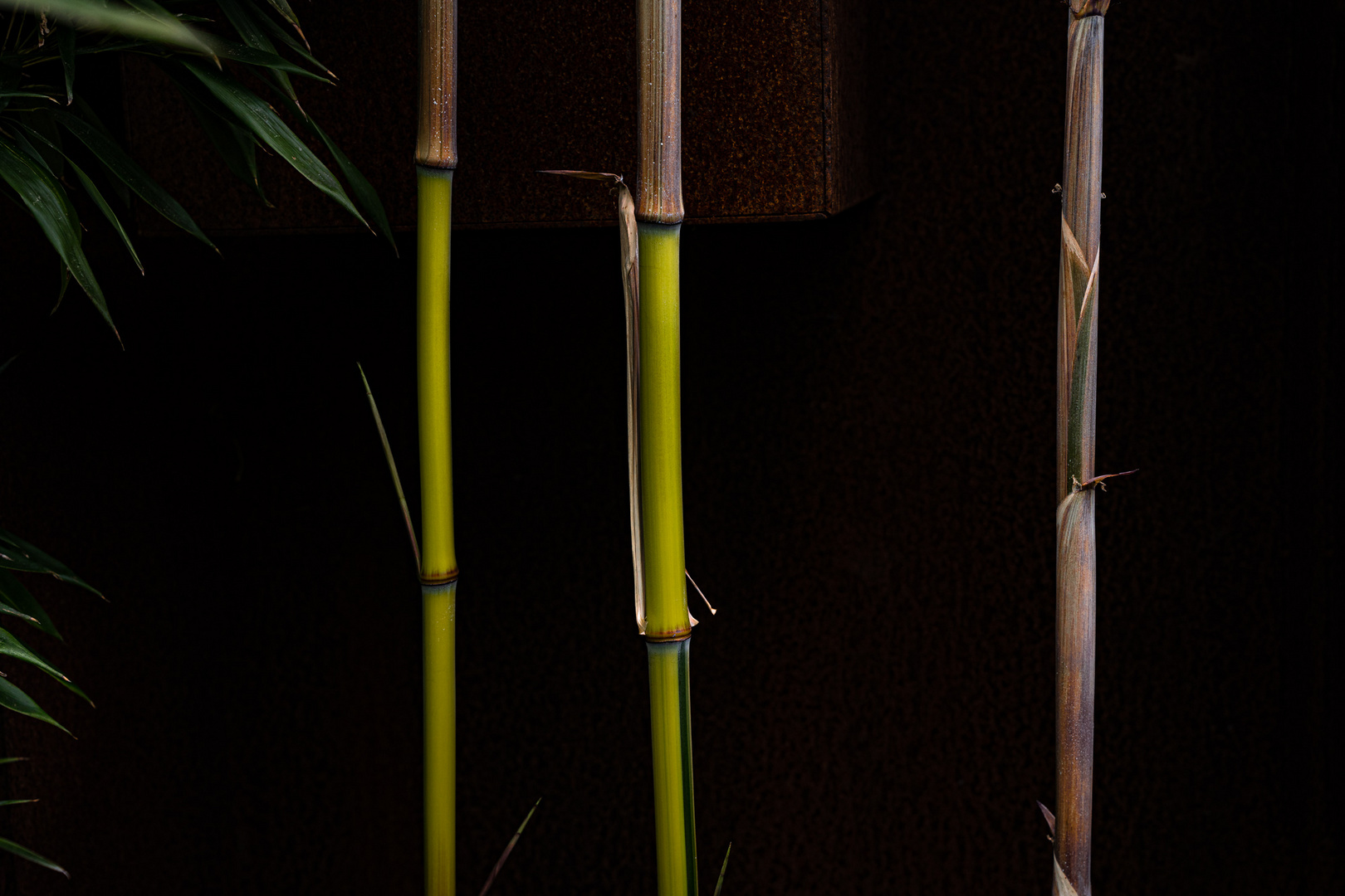 Bamboo