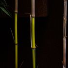 Bamboo