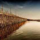 Bamboo Bridge