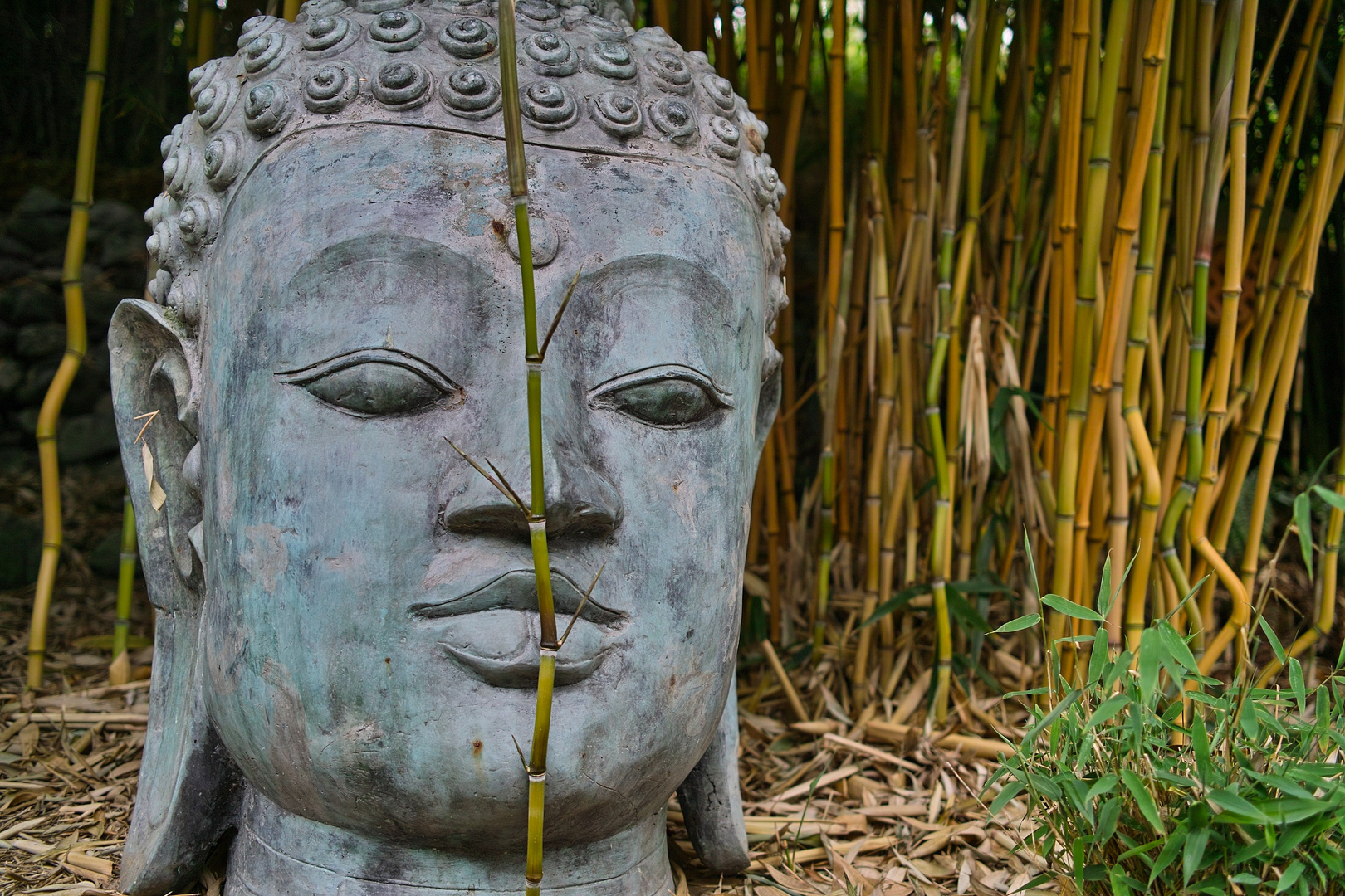 Bamboo Buddha