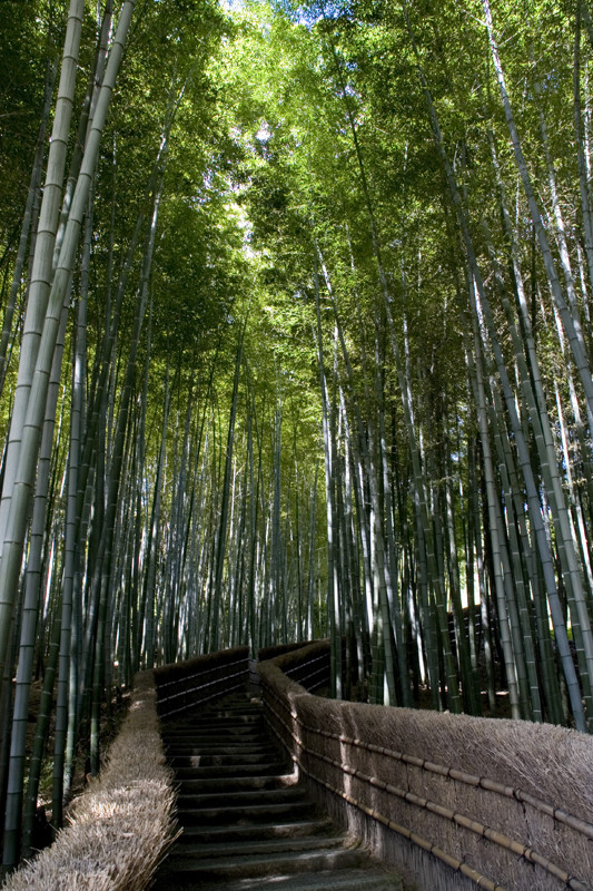 Bamboo